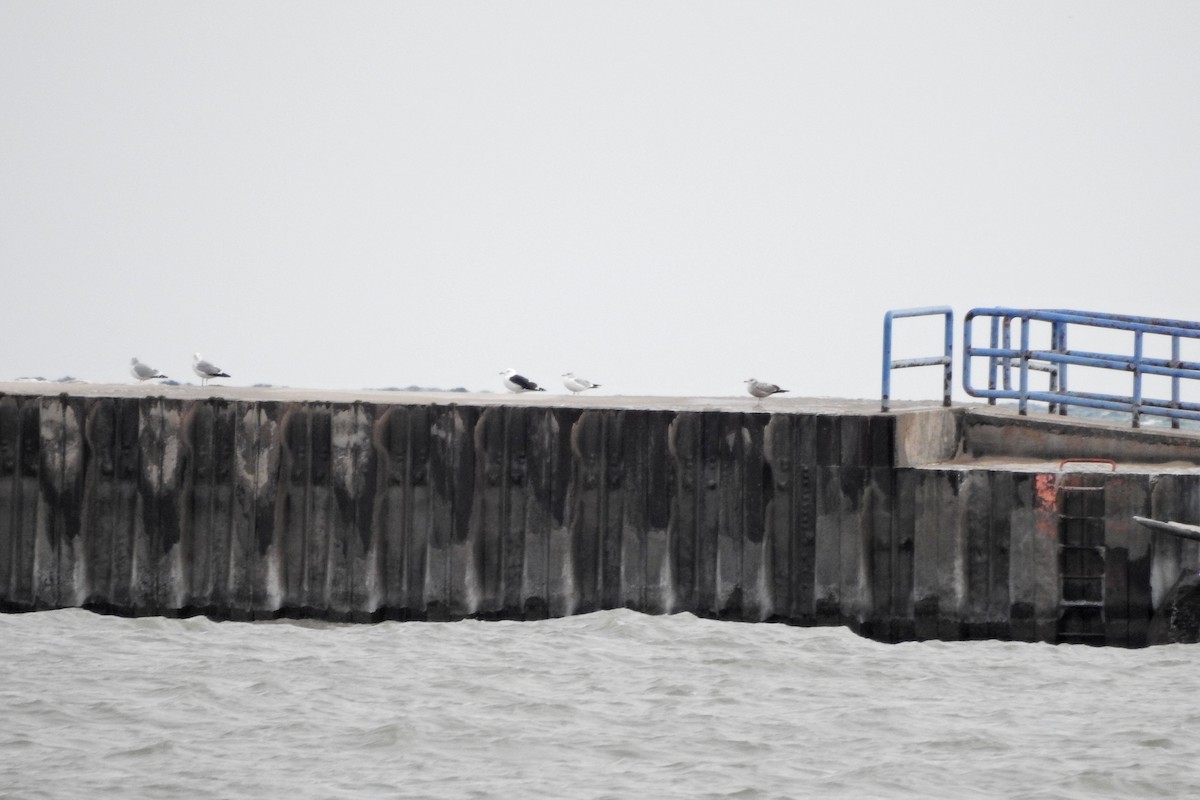 Gavión Atlántico - ML647529012