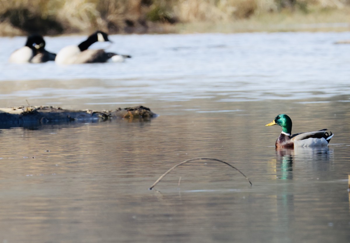 Ánade Azulón - ML647529016