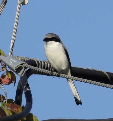 Alcaudón Americano - ML647529018