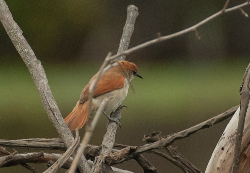 Curutié Colorado - ML647529020