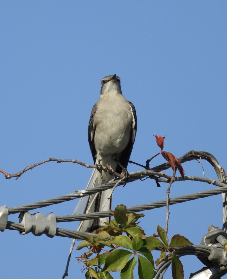 Sinsonte Norteño - ML647529021