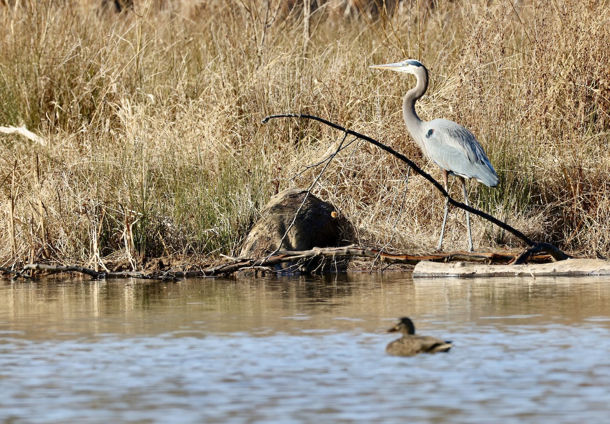 Garza Azulada - ML647529022