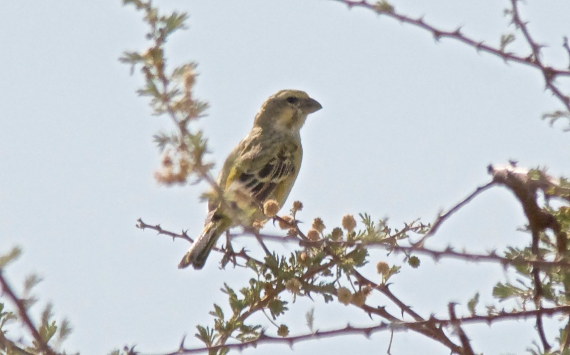Serín Gorjiblanco - ML647529023