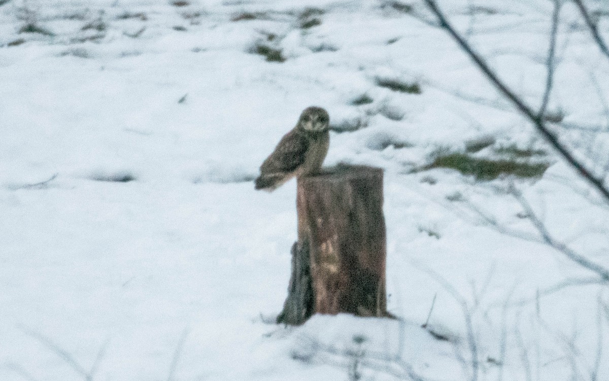 Búho Campestre (Norteño) - ML647529024