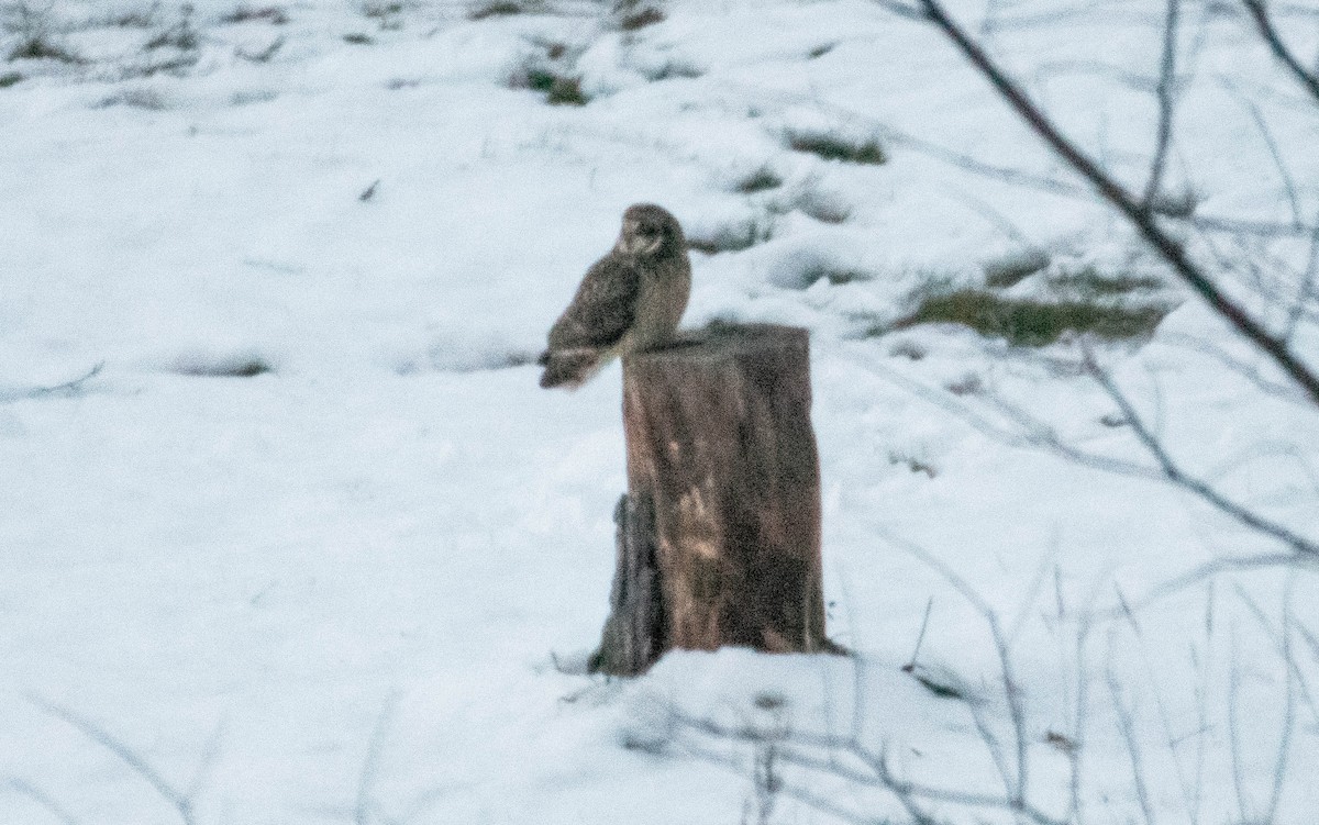 Búho Campestre (Norteño) - ML647529025