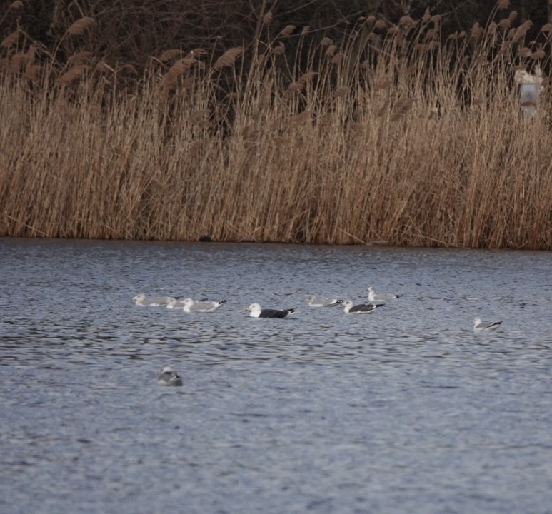 ニシセグロカモメ - ML647529026