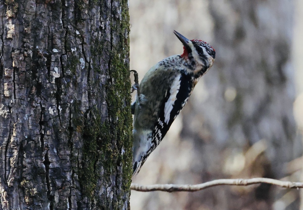 Chupasavia Norteño - ML647529029