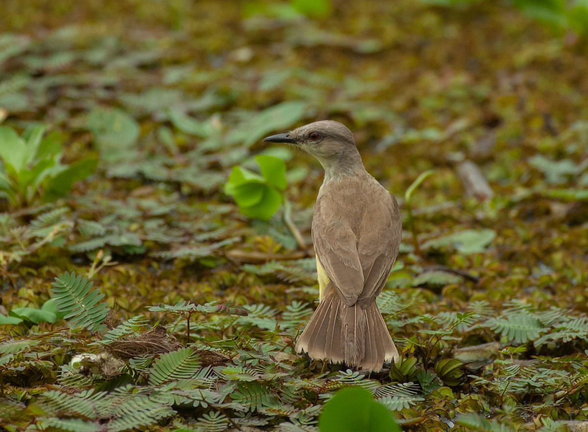 Picabuey - ML647529035