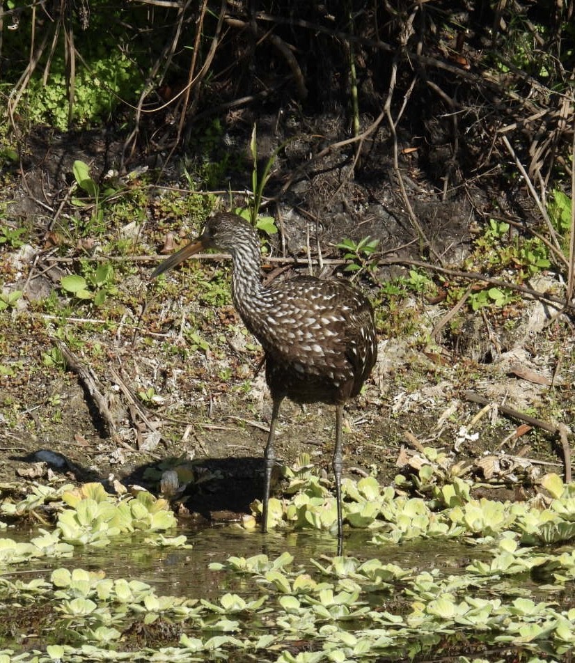 Carrao - ML647529039