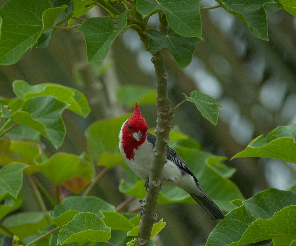 Cardenilla Crestada - ML647529042