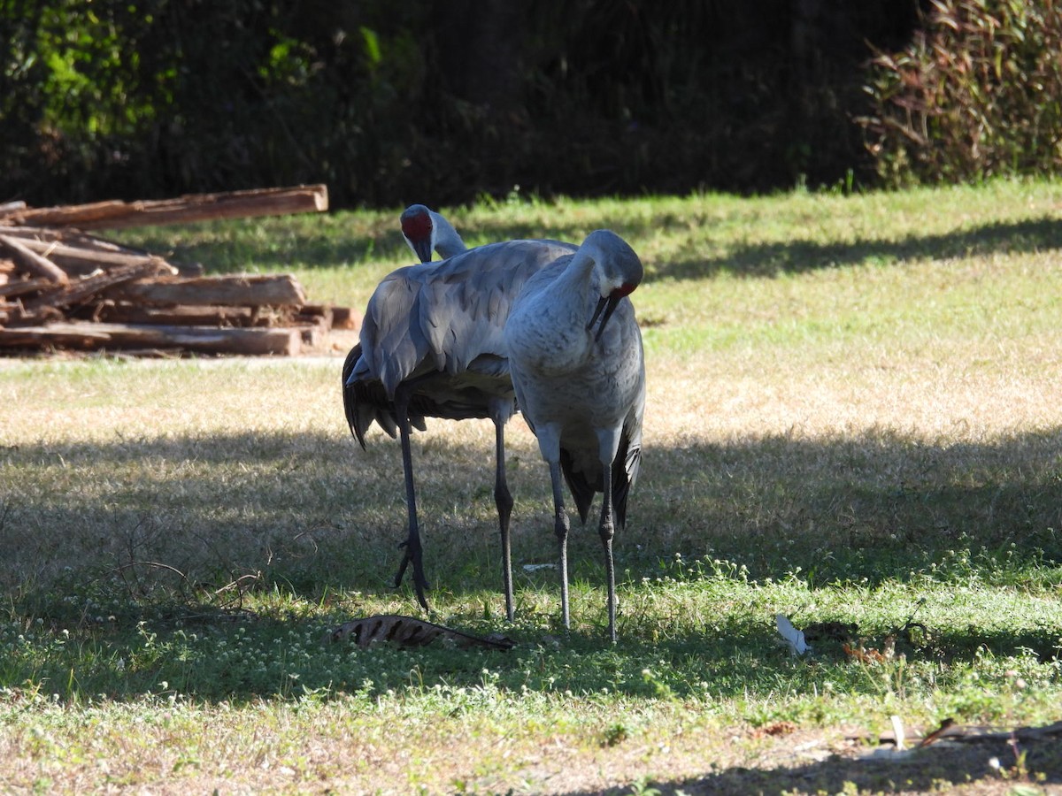 Grulla Canadiense - ML647529043