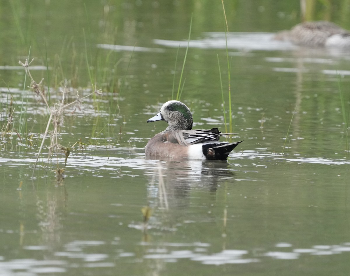 Silbón Americano - ML647529044