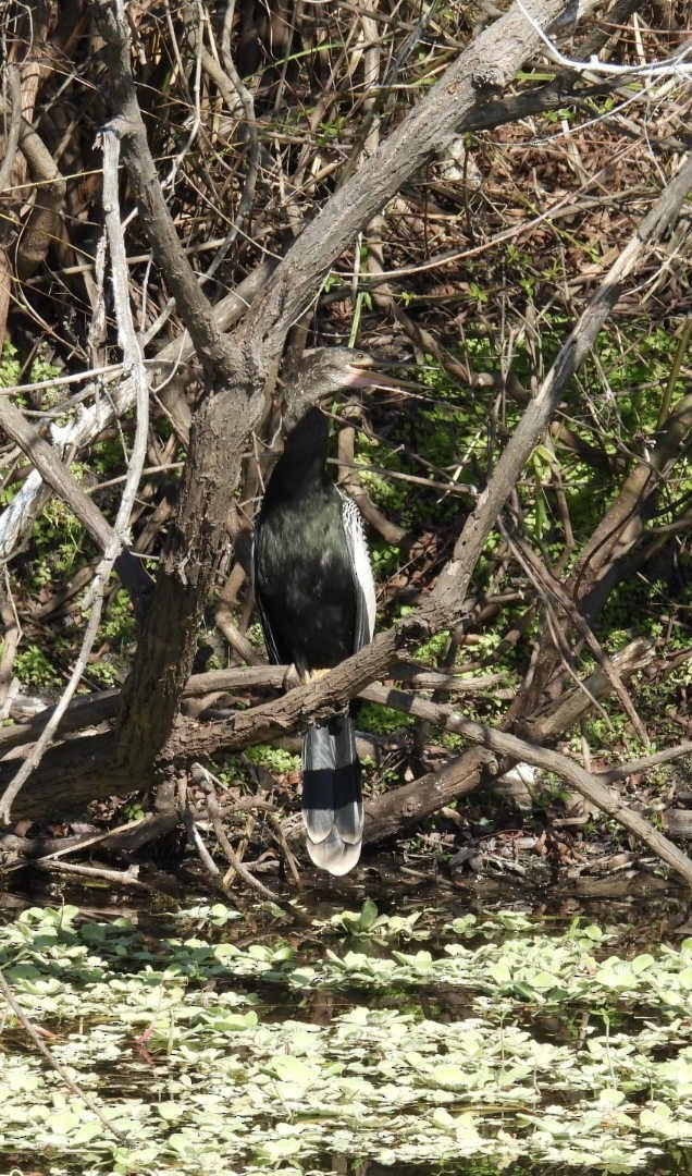 Anhinga Americana - ML647529045