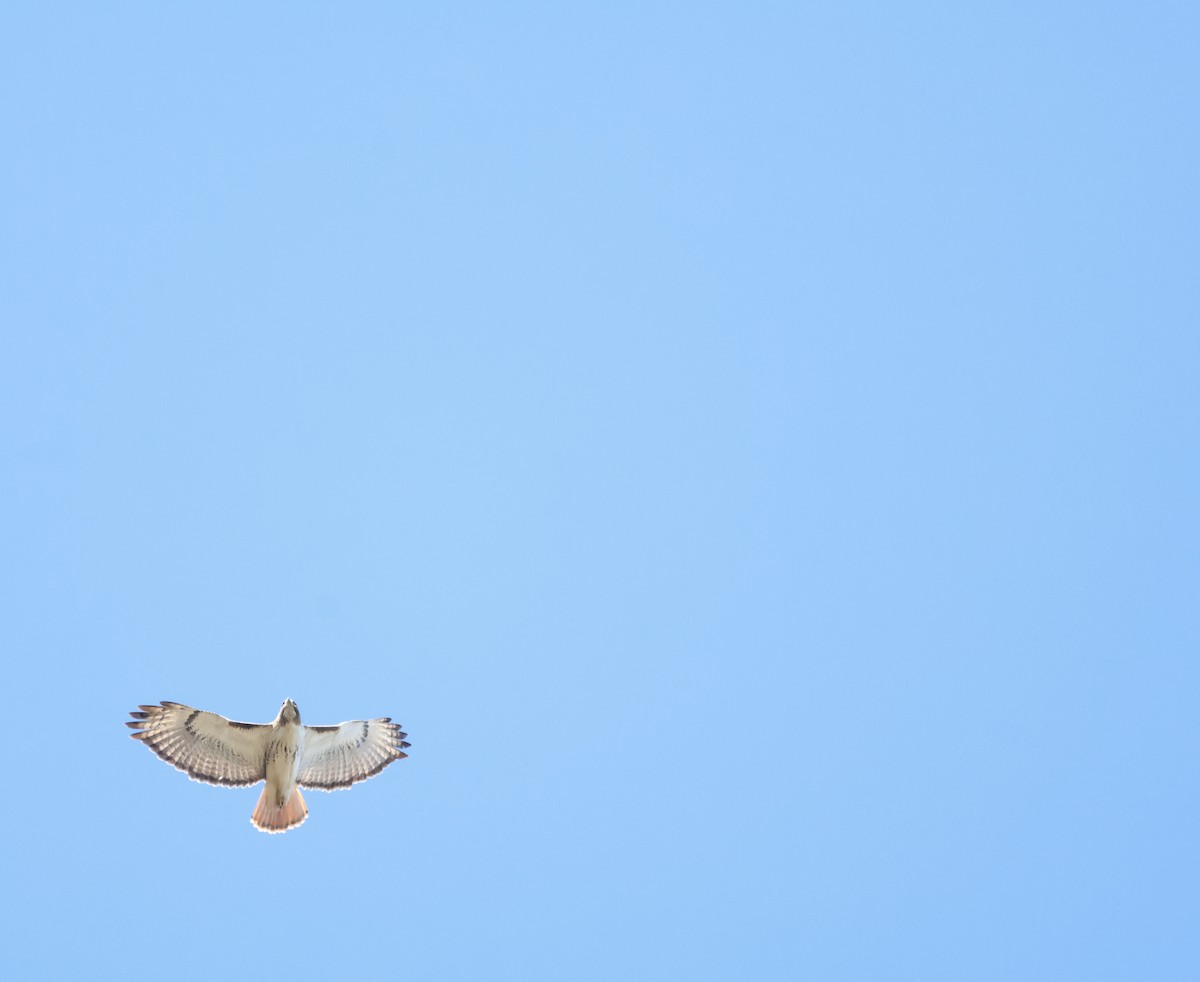 Red-tailed Hawk - ML647529056