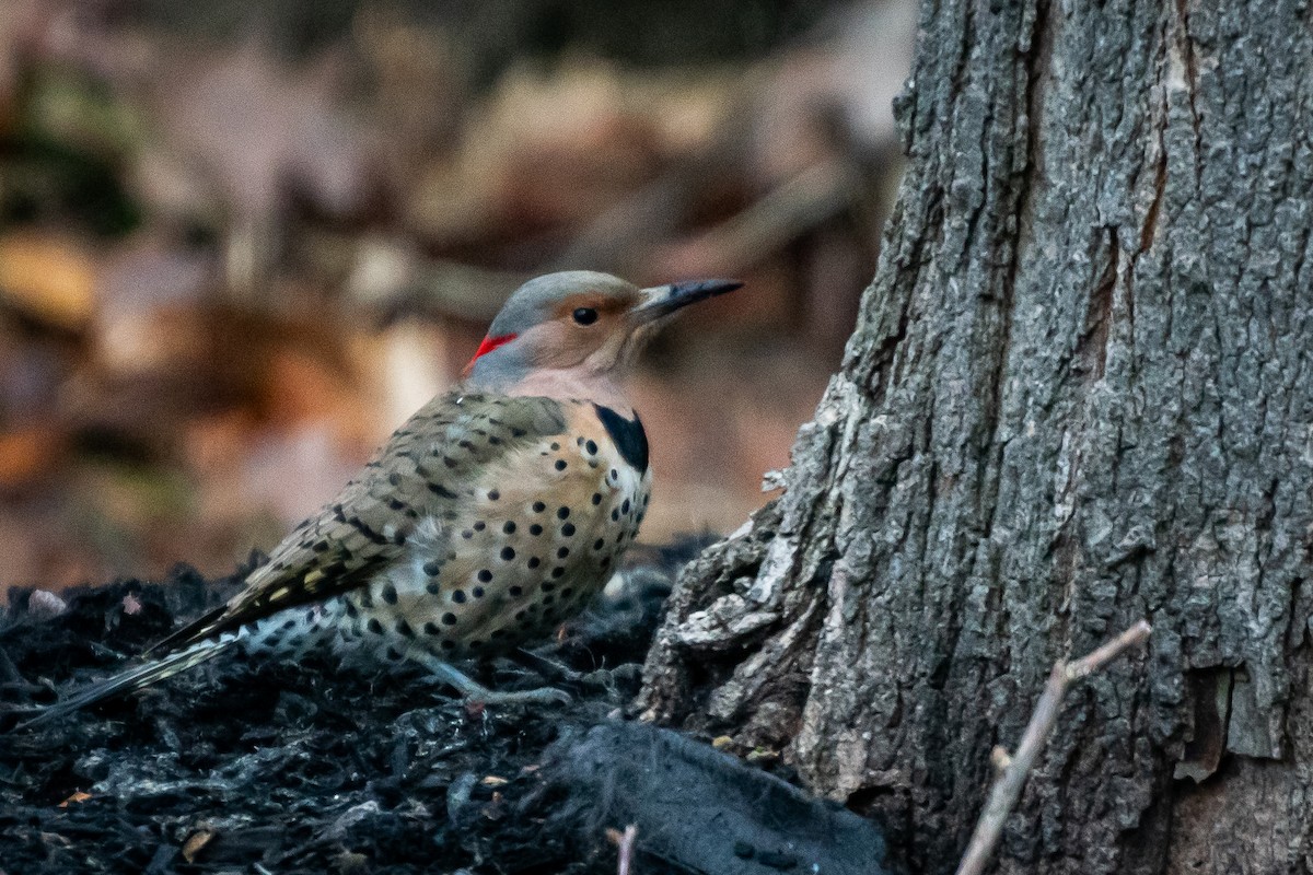 Northern Flicker - ML647529059