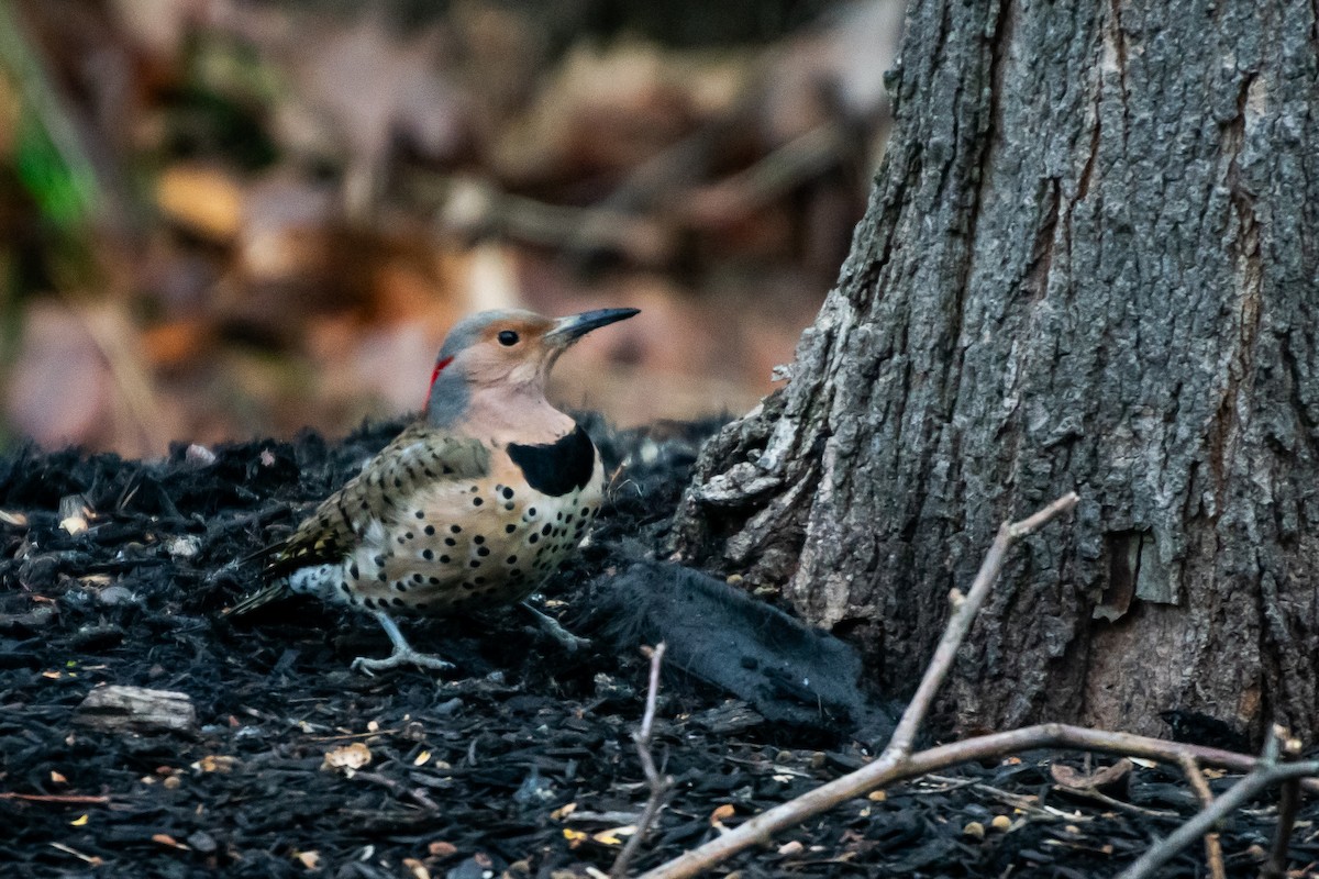 Northern Flicker - ML647529060