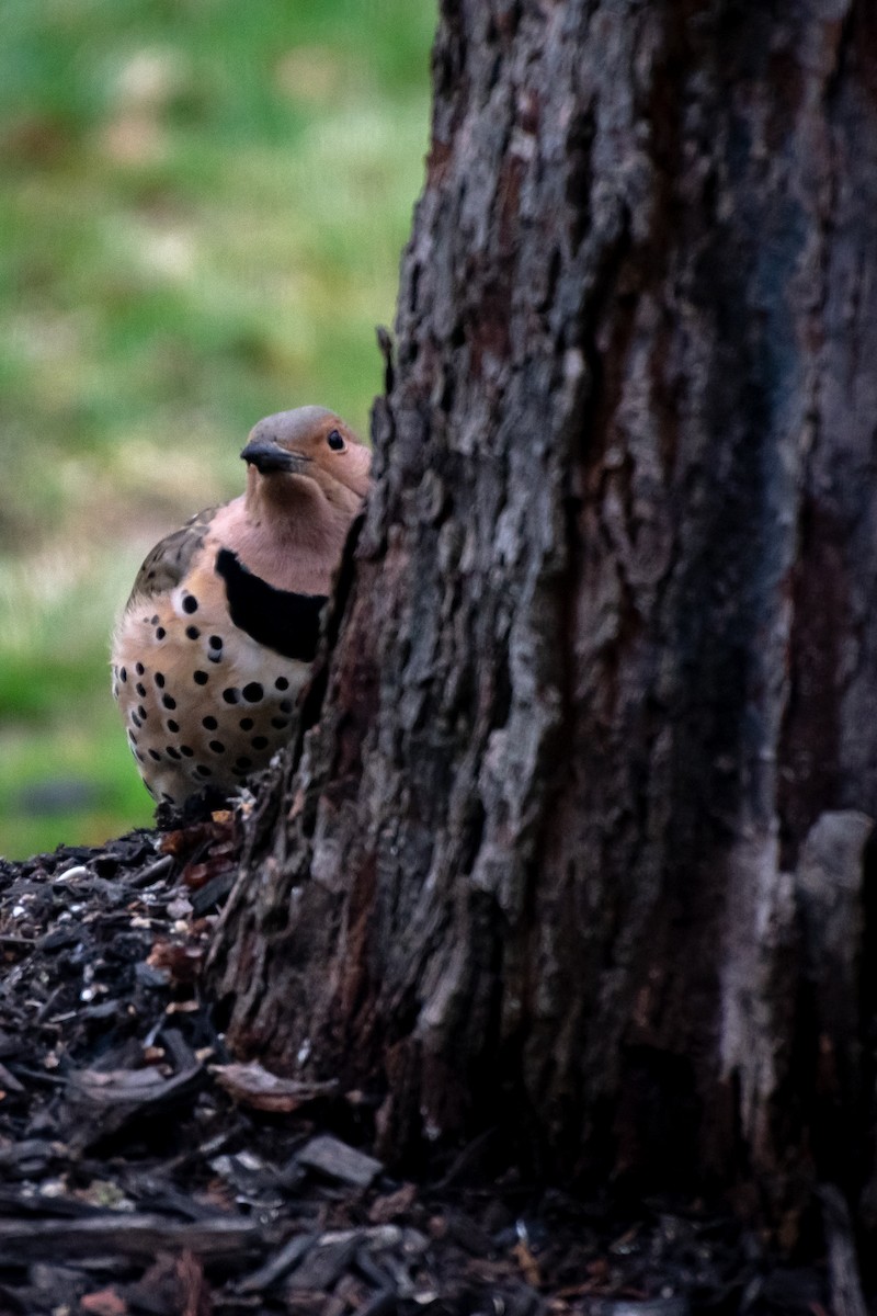Northern Flicker - ML647529061