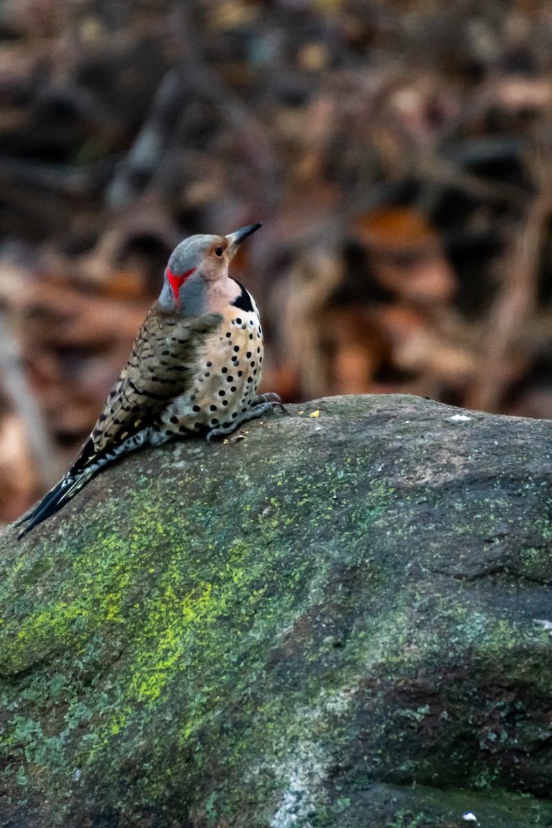 Northern Flicker - ML647529062