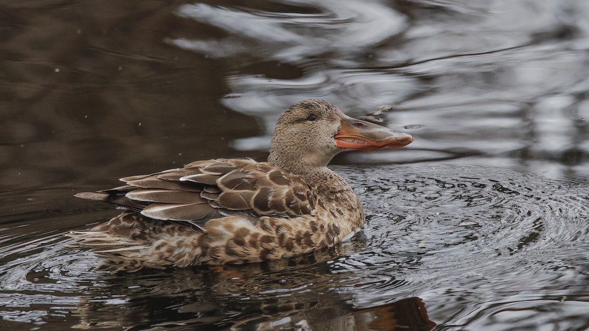 lžičák pestrý - ML647529065