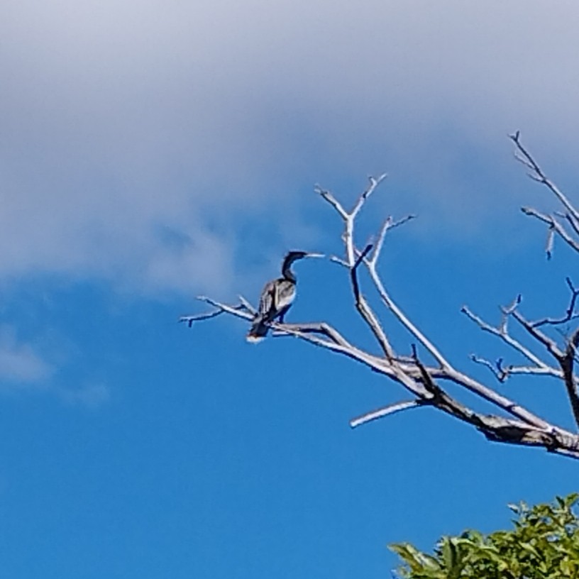 Anhinga - ML647529067