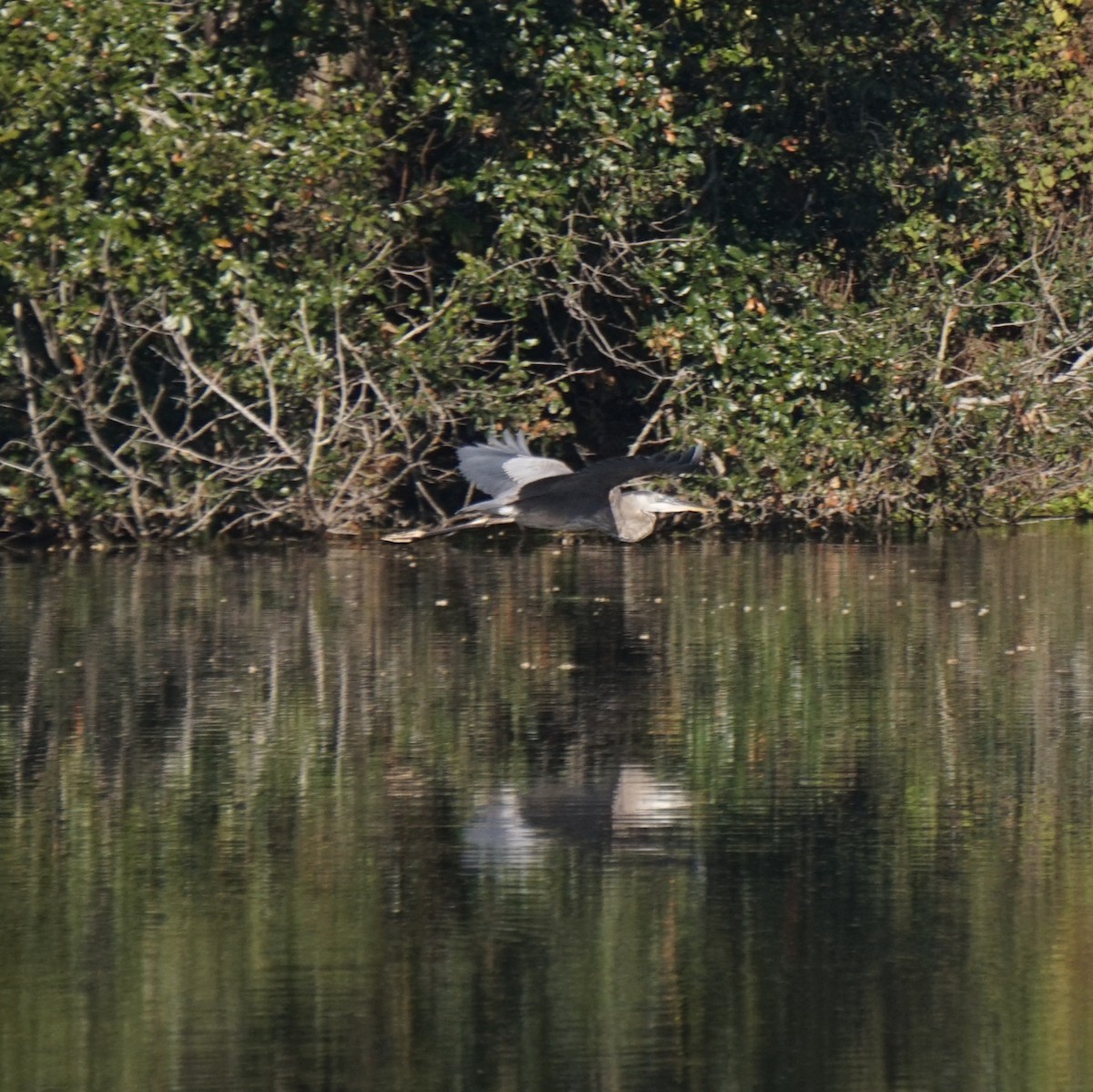 Great Blue Heron - ML647529074