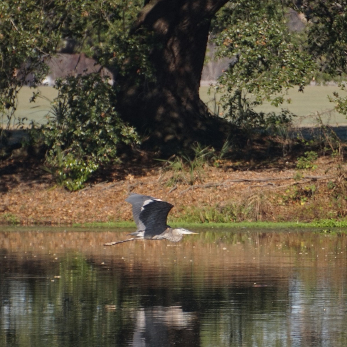 Great Blue Heron - ML647529075