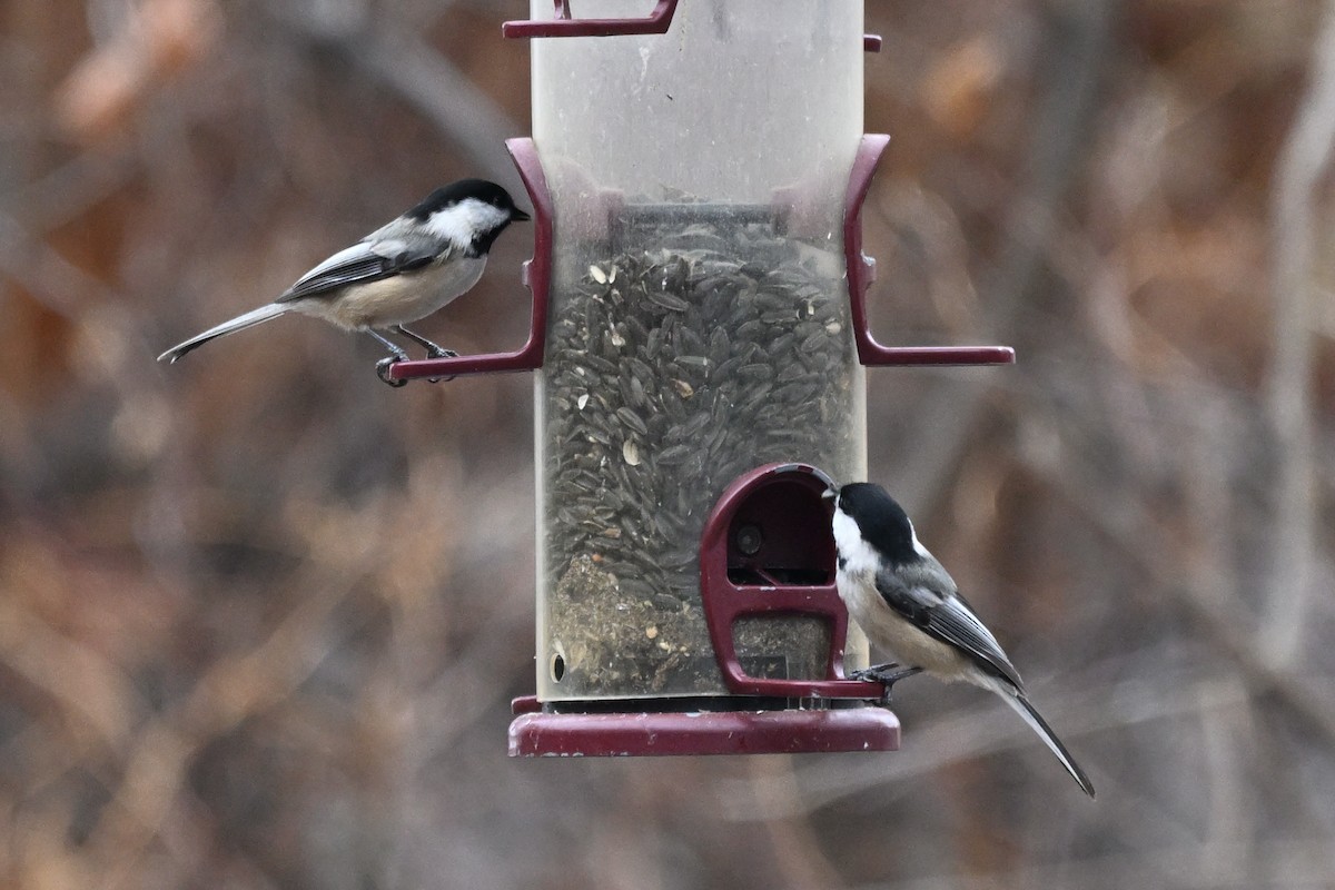 Black-capped Chickadee - ML647529077