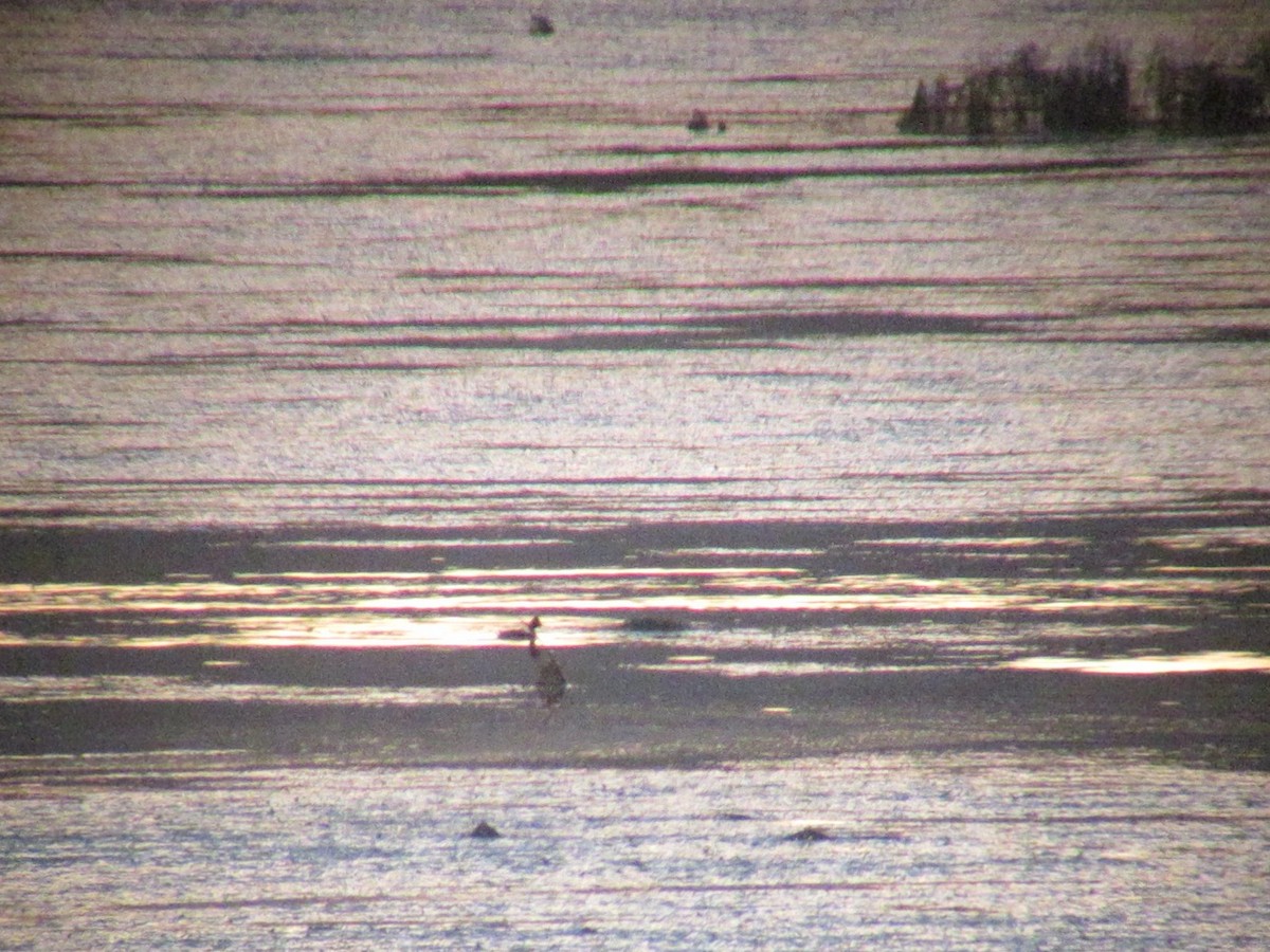 Eared Grebe - ML647529079