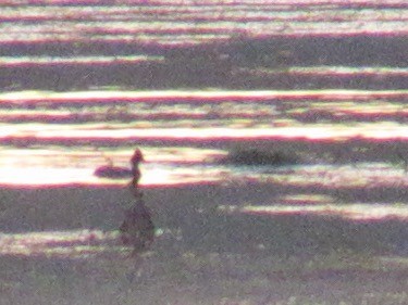 Eared Grebe - ML647529080