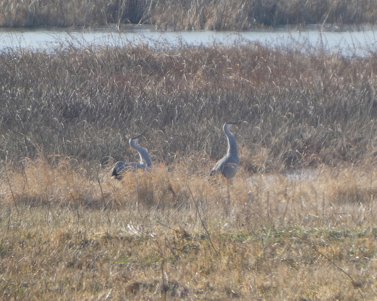 Sandhill Crane - ML647529085
