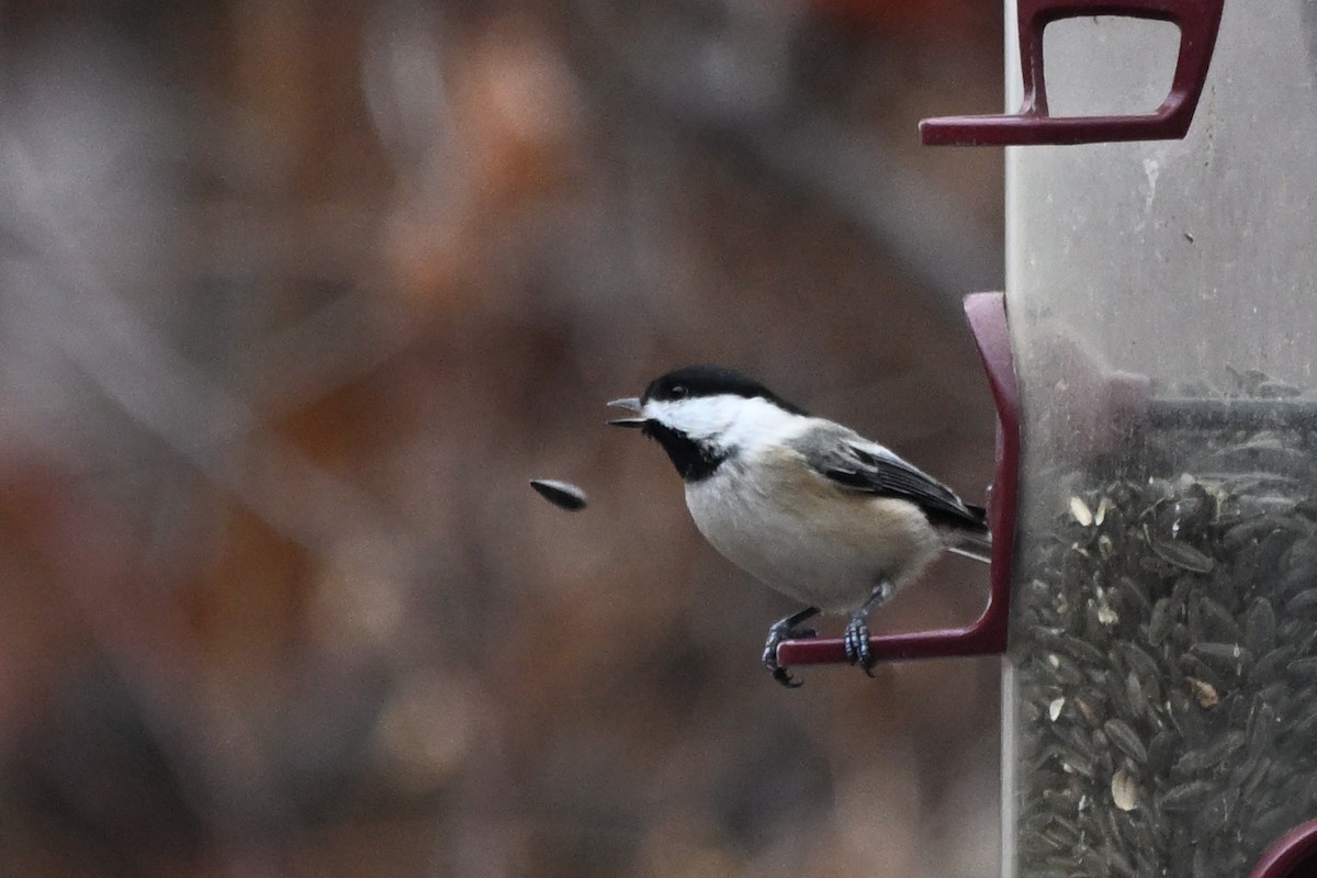 Black-capped Chickadee - ML647529092