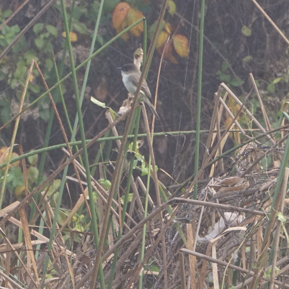 Eastern Phoebe - ML647529093