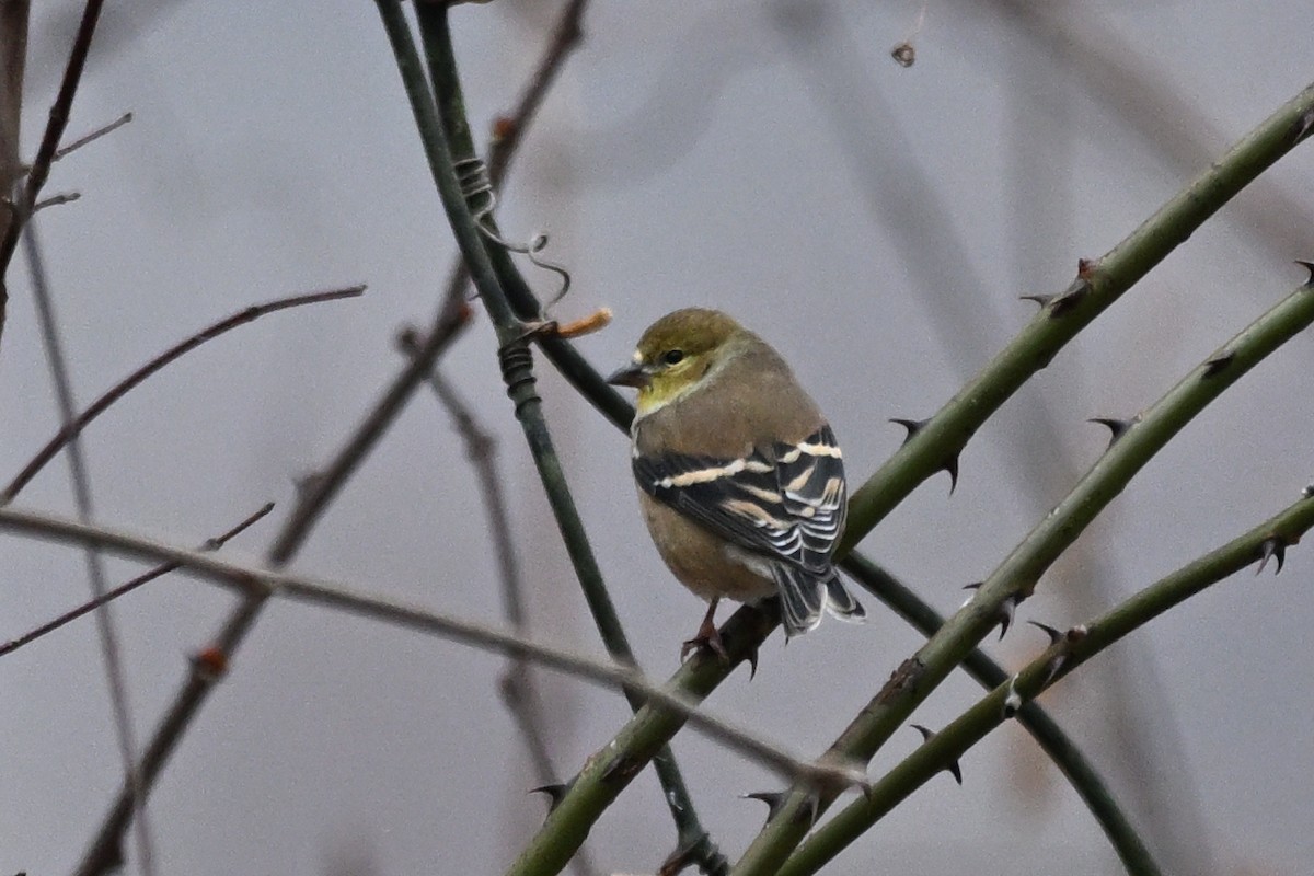 American Goldfinch - ML647529096