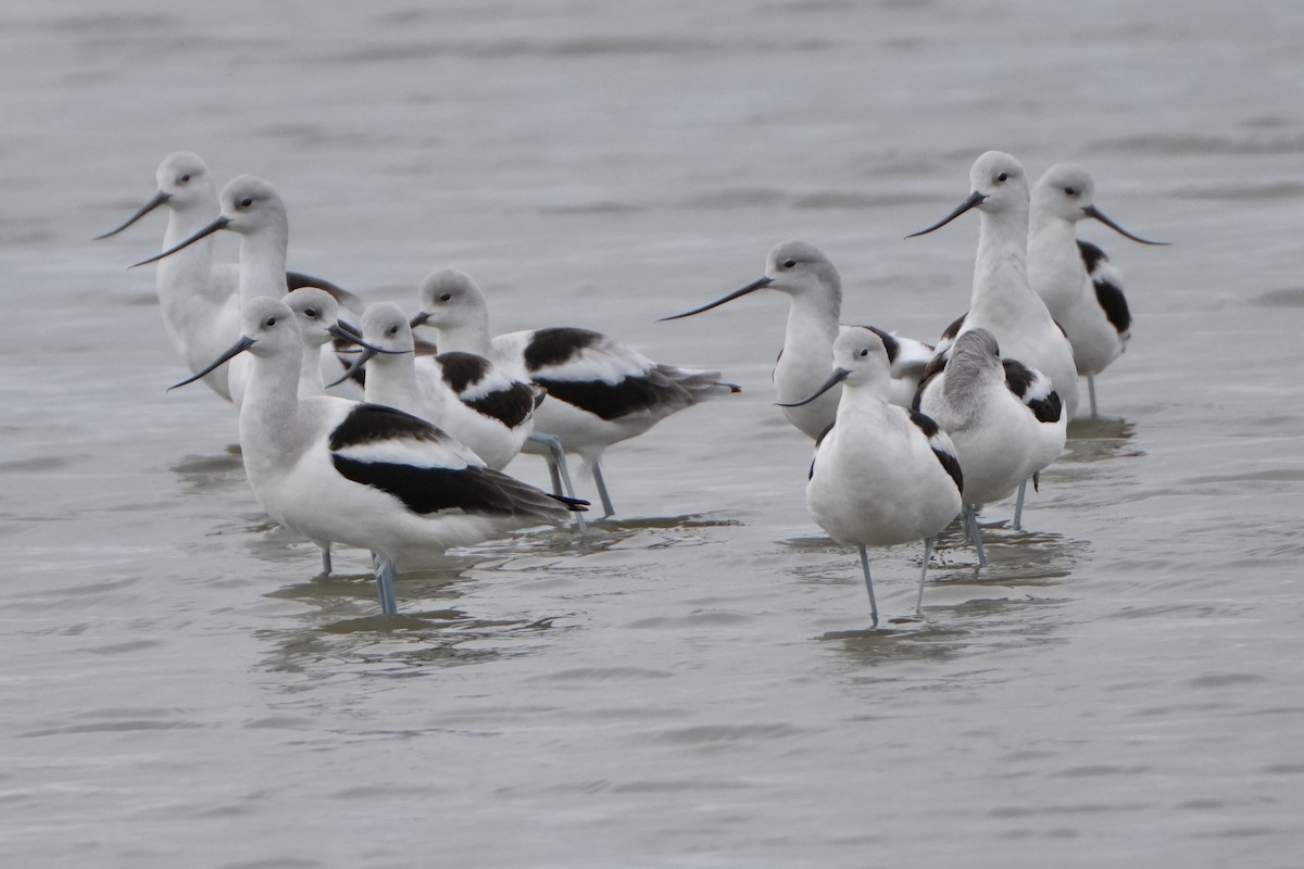 American Avocet - ML647529098