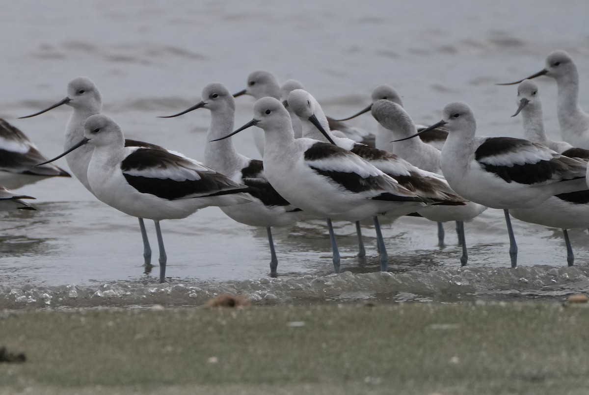 American Avocet - ML647529099