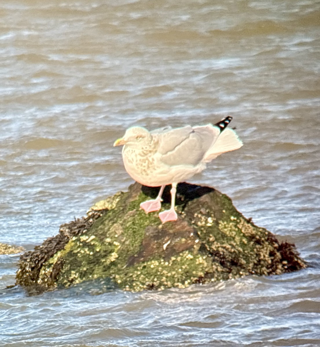 American Herring Gull - ML647529103