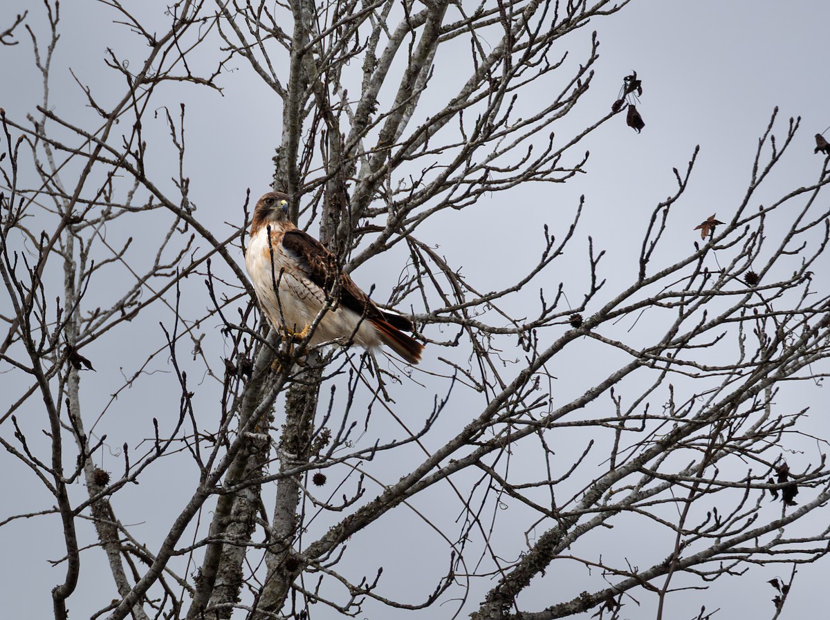Red-tailed Hawk - ML647529105