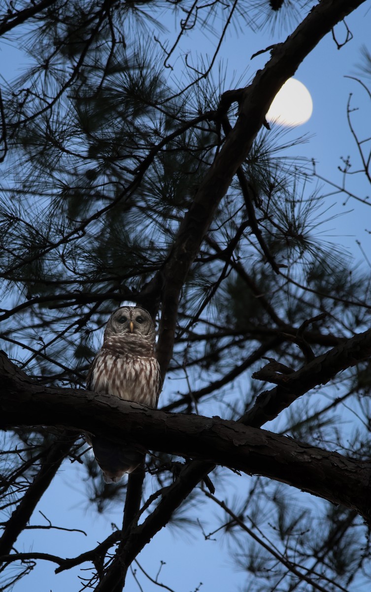 Barred Owl - ML647529106