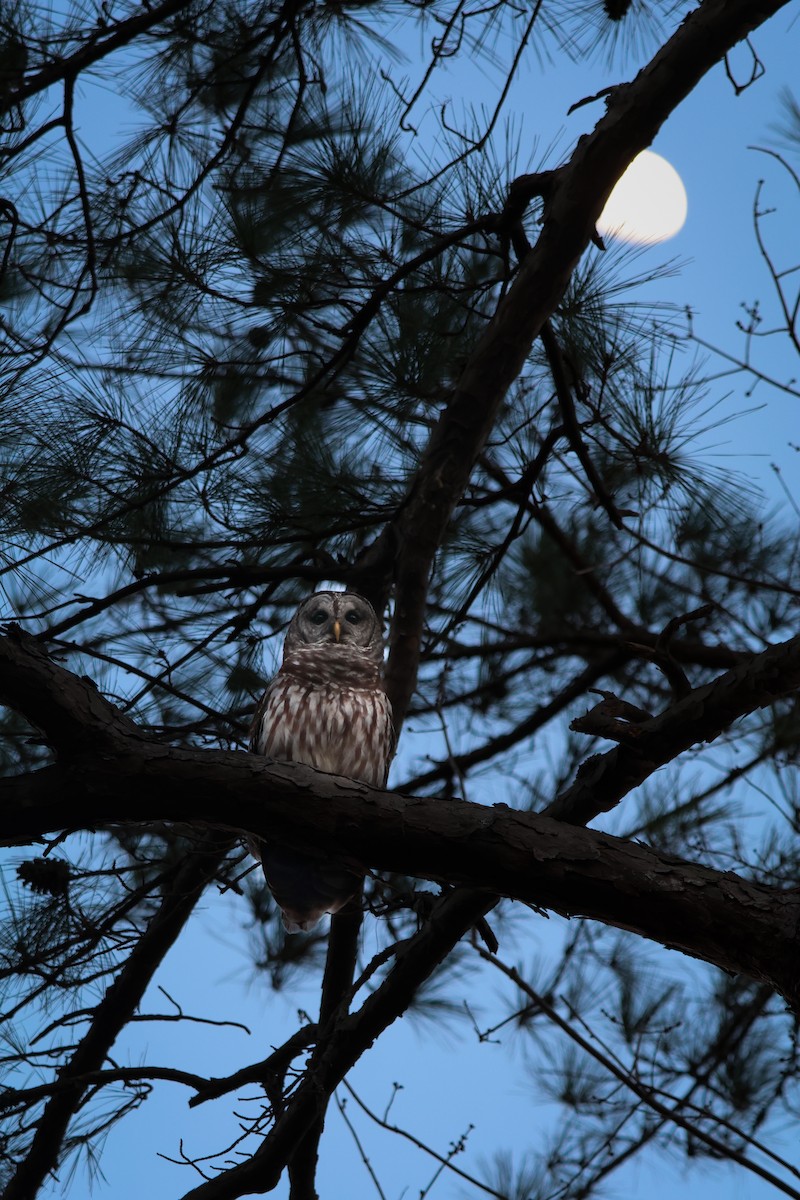 Barred Owl - ML647529107