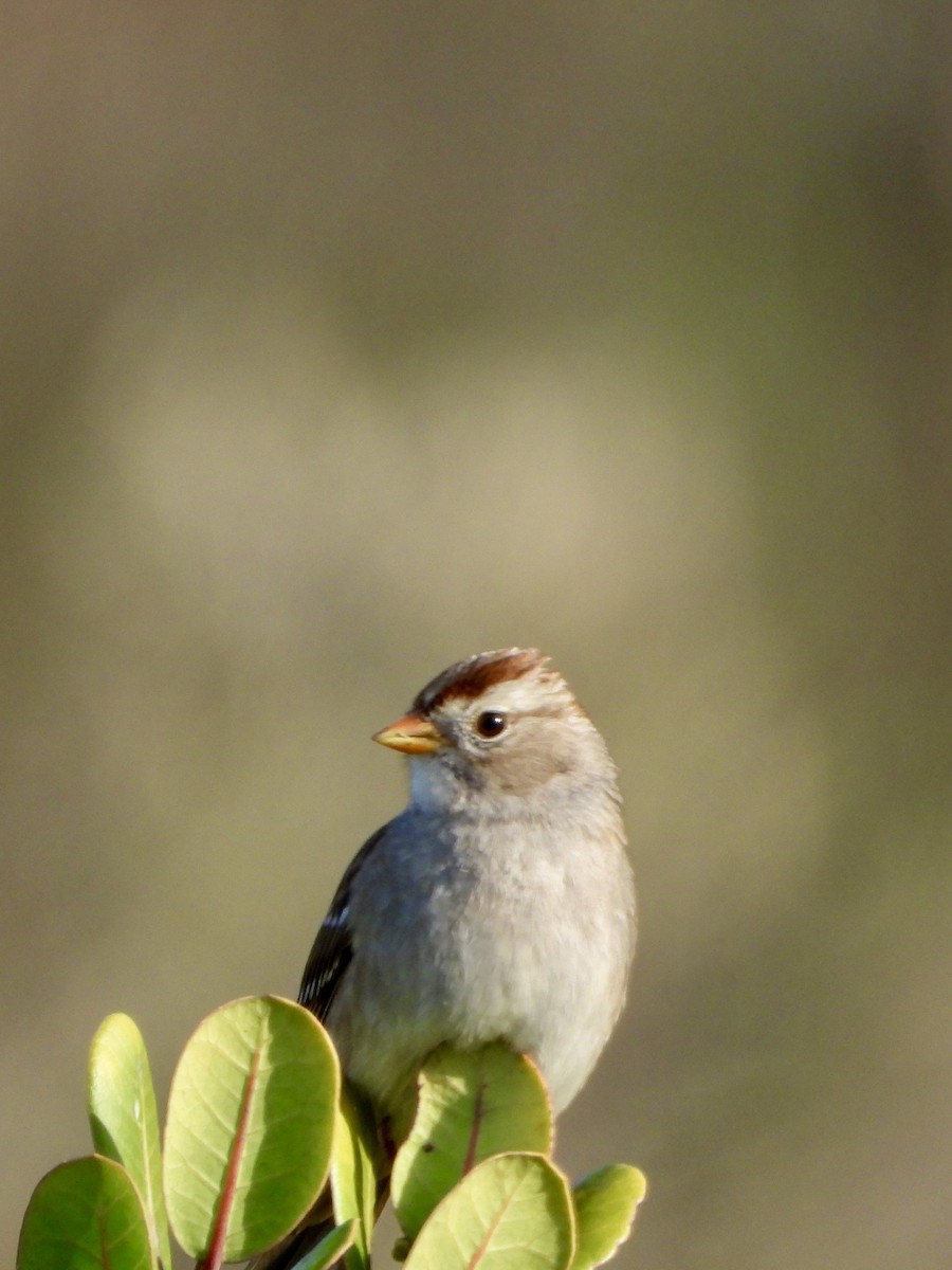 White-crowned Sparrow - ML647529108