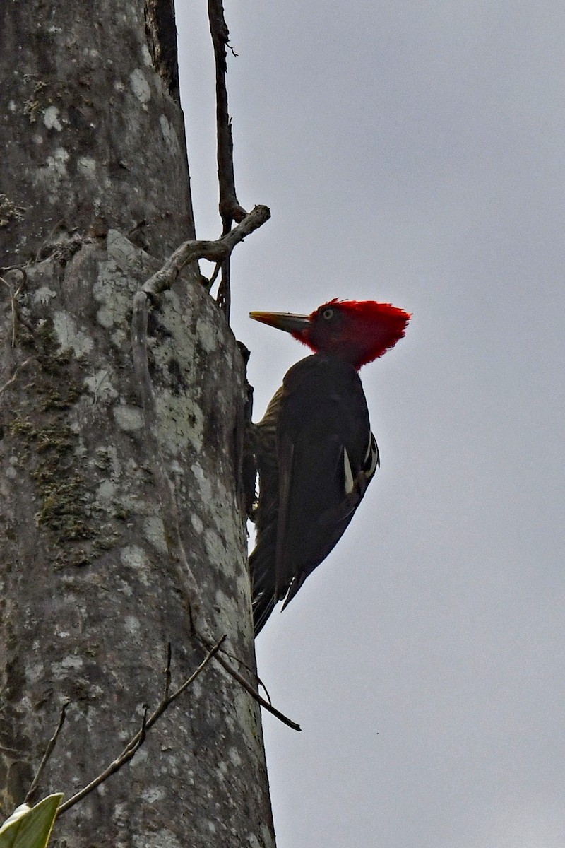 Pale-billed Woodpecker - ML647529109