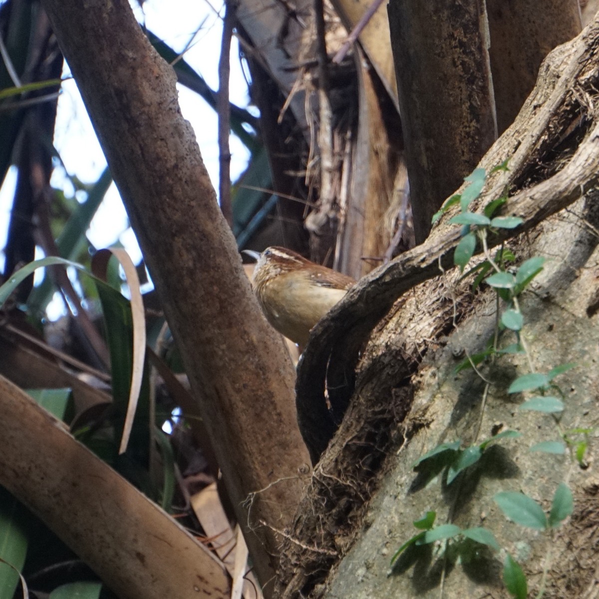 Carolina Wren - ML647529110