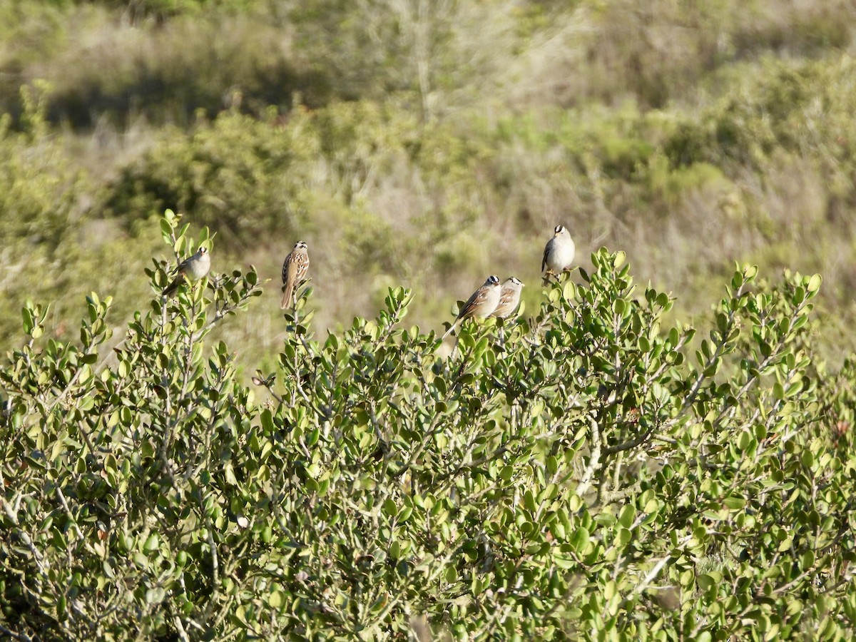White-crowned Sparrow - ML647529112