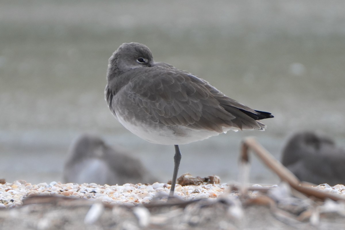 Willet - ML647529113