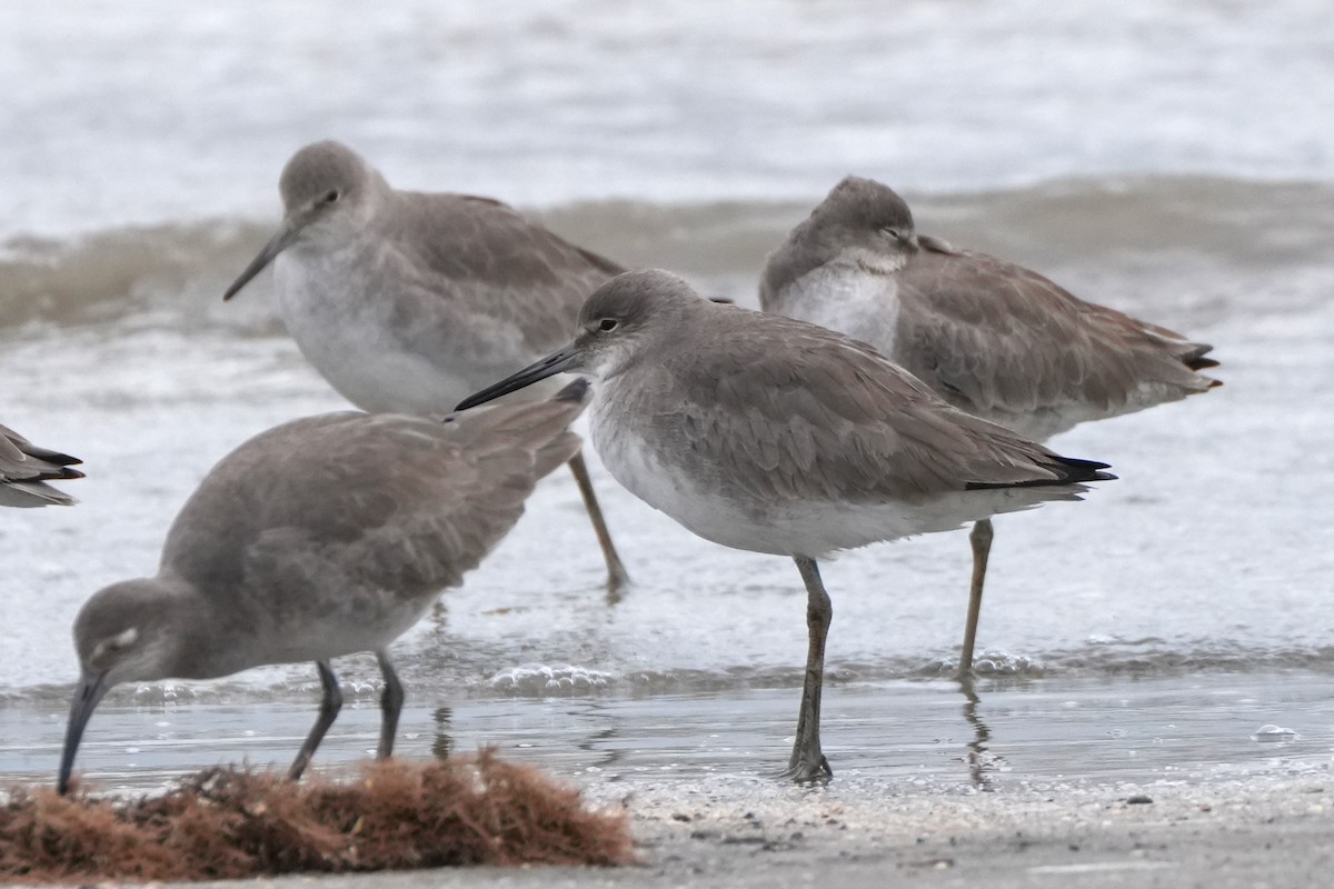 Willet - ML647529114