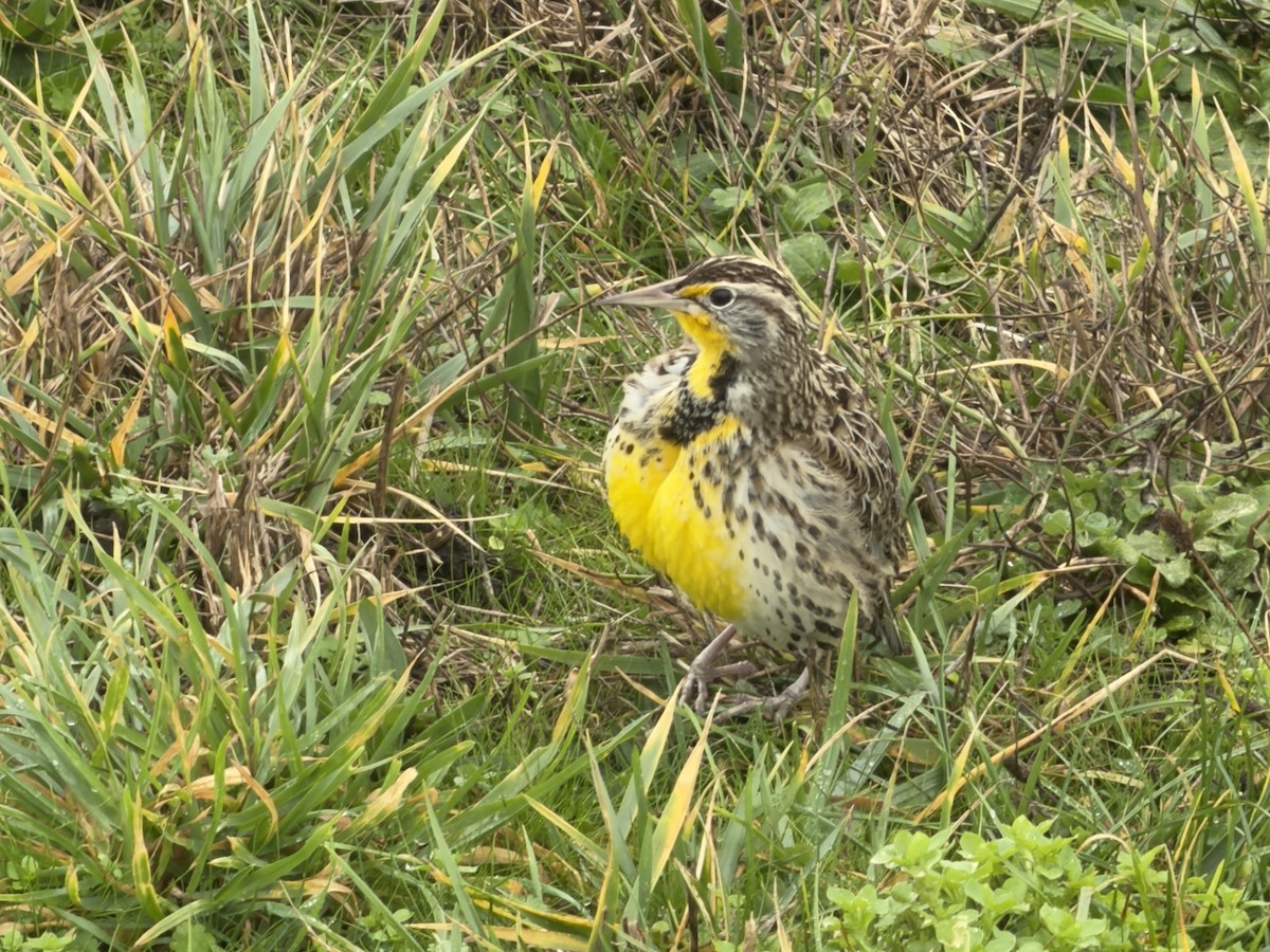Western Meadowlark - ML647529115