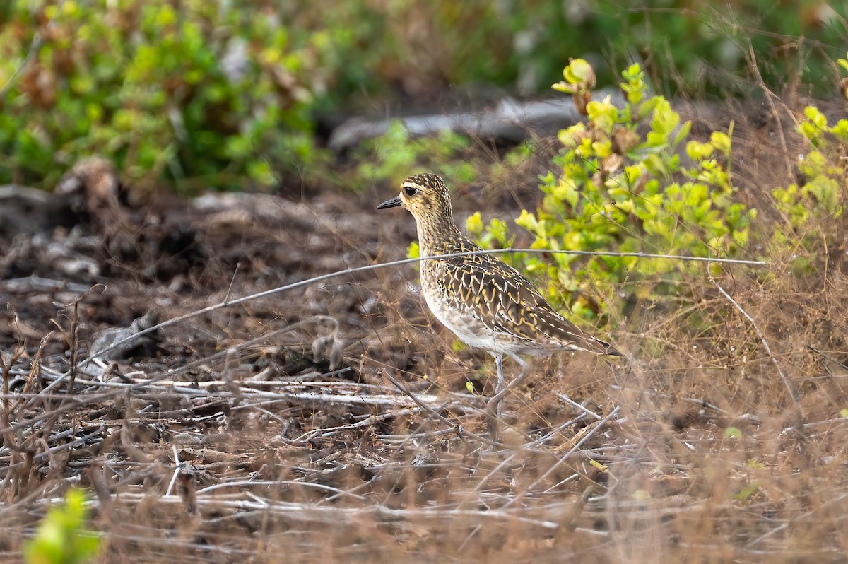 Pacific Golden-Plover - ML647529116
