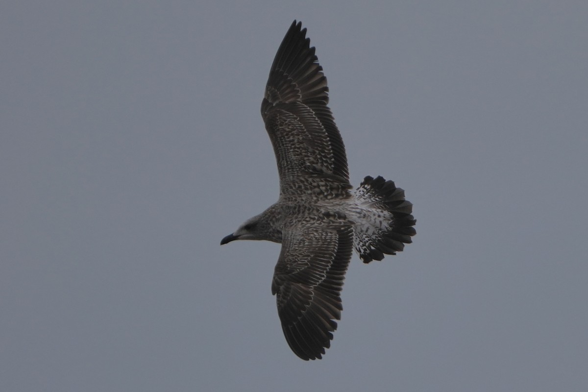 ニシセグロカモメ - ML647529144