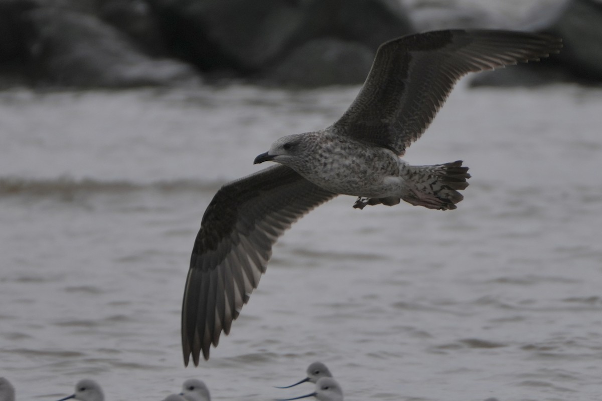 ニシセグロカモメ - ML647529145