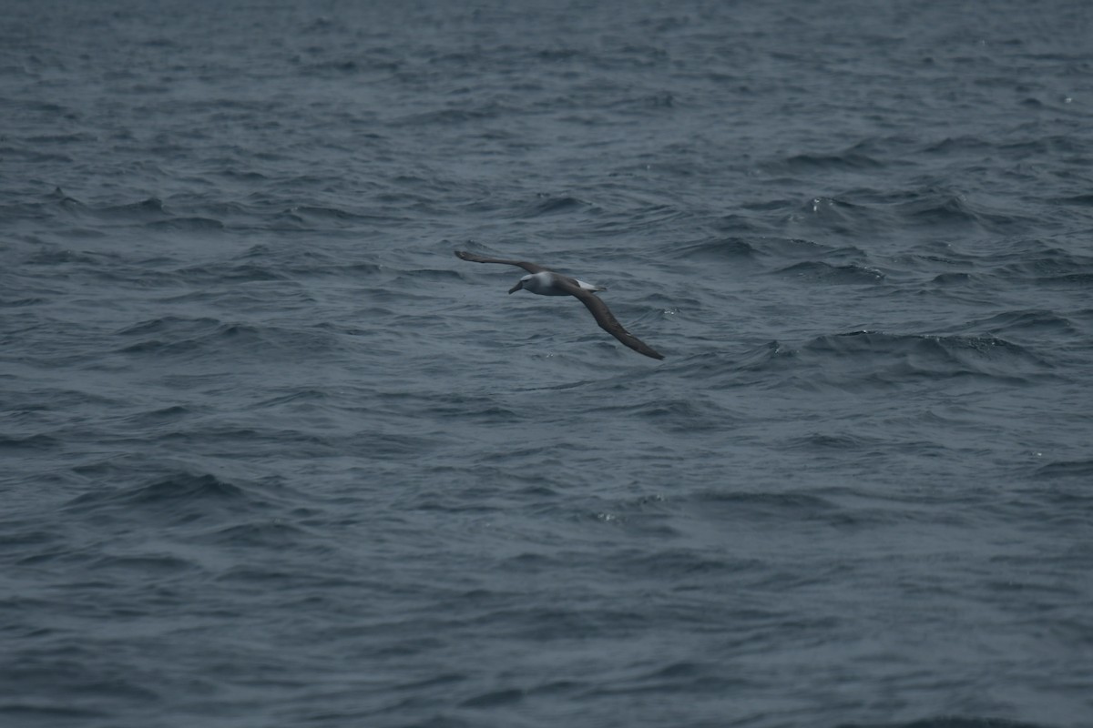 ハジロアホウドリ - ML647529171